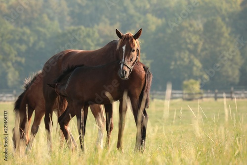 The mare feeds the foal in the pasture