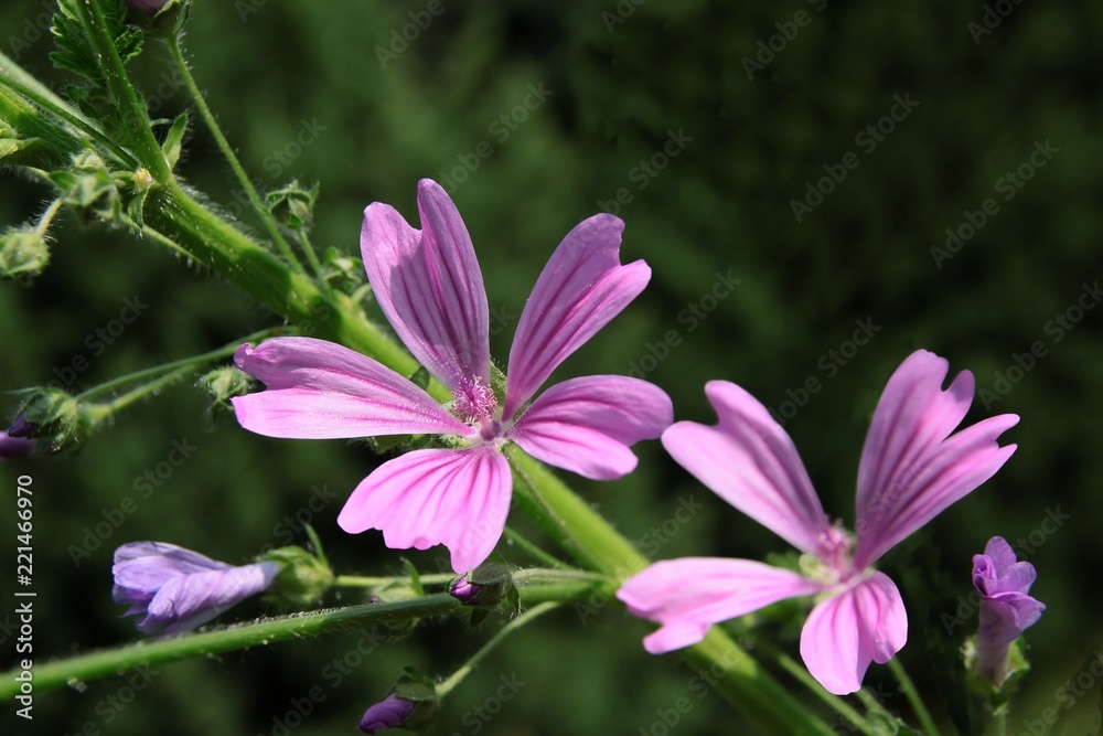 lila flowers of mallow herb close up lila flowers of mallow herb close up