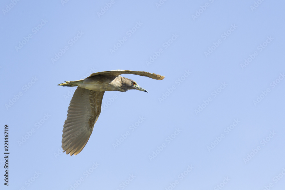 Obraz premium Black-crowned Night-Heron, juvenile, flying