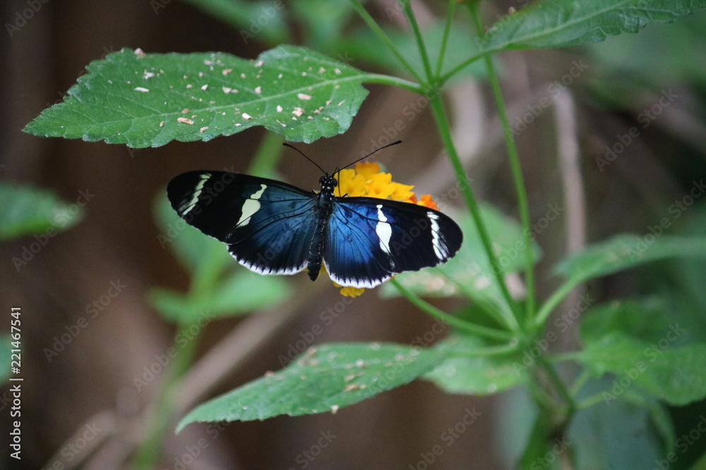 Papillon bleu et noir