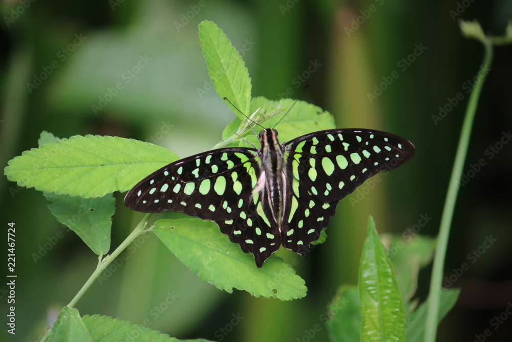 Papillon vert et noir Papillon vert et noir
