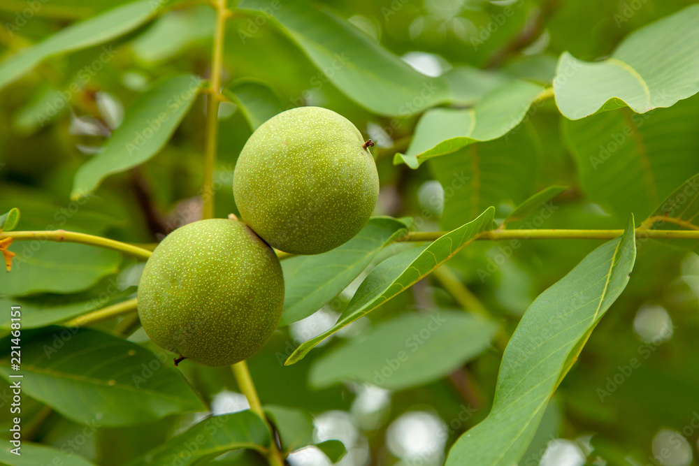 Green walnuts grow on tree Green walnuts grow on tree