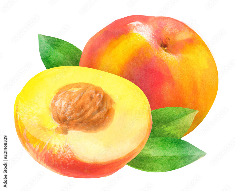 peach \ nectarine, watercolor handdrawn drawing of a fruits, isolated illustration on a white