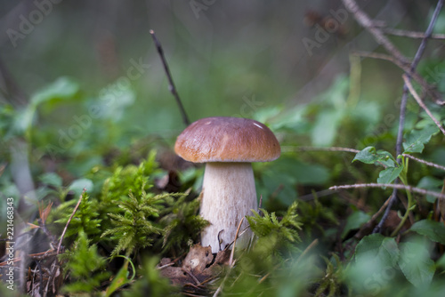Boletus edulis. Edible mushroom growing in natural forest. Gathering mushrooms in summer.
