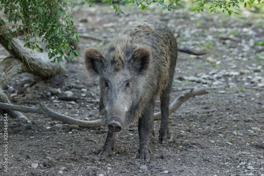 Wildschwein frontal Wildschwein frontal