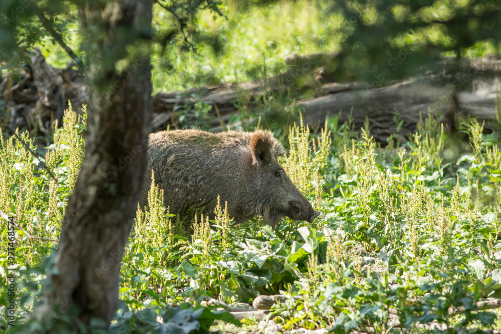 Fototapeta premium Wildschwein im sommerlichen Gras
