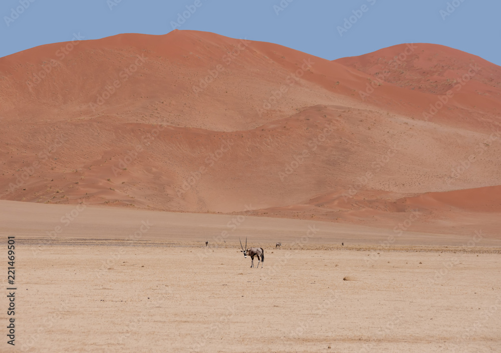 Desert Gemsbok