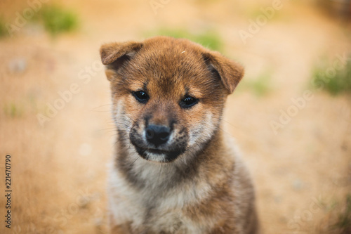 Close-up Portrait of serious japanese shiba inu puppy sittingoutside on the ground and looking to the camera