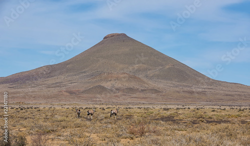 Gemsbok Antelope