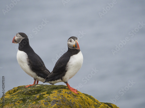 couple of close up Atlantic puffins Fratercula arctica standing on rock of Latrabjarg bird cliffs, white flowers, blue sea background, selective focus, copy space
