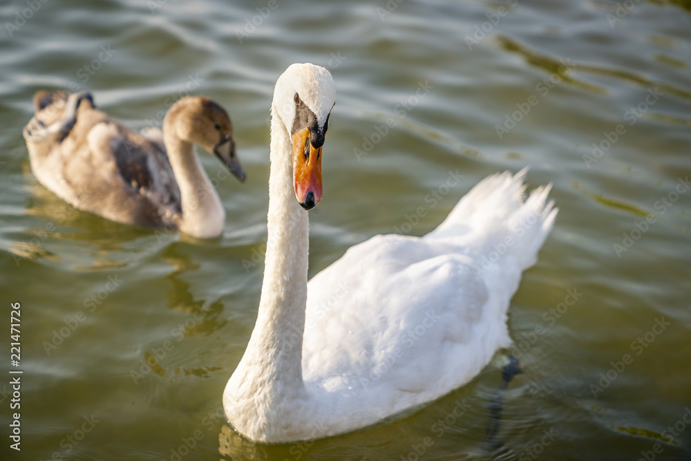 Obraz premium Amagansett