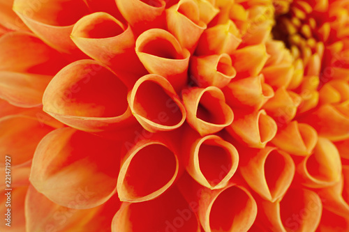 Aster flower head closeup © Leonid Nyshko