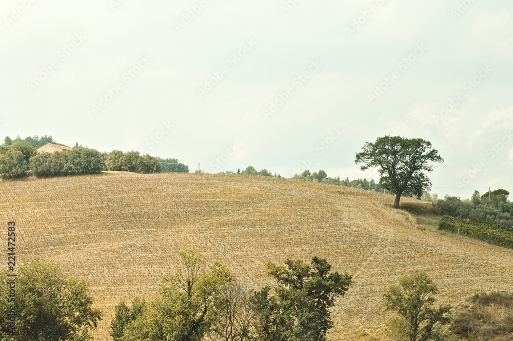 Isolated tree in the hill (Pesaro, Italy, Europe)