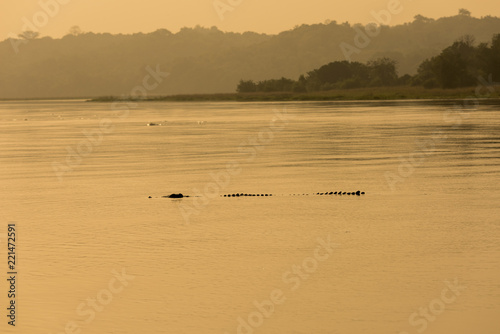 Nile Crocodile © Carl