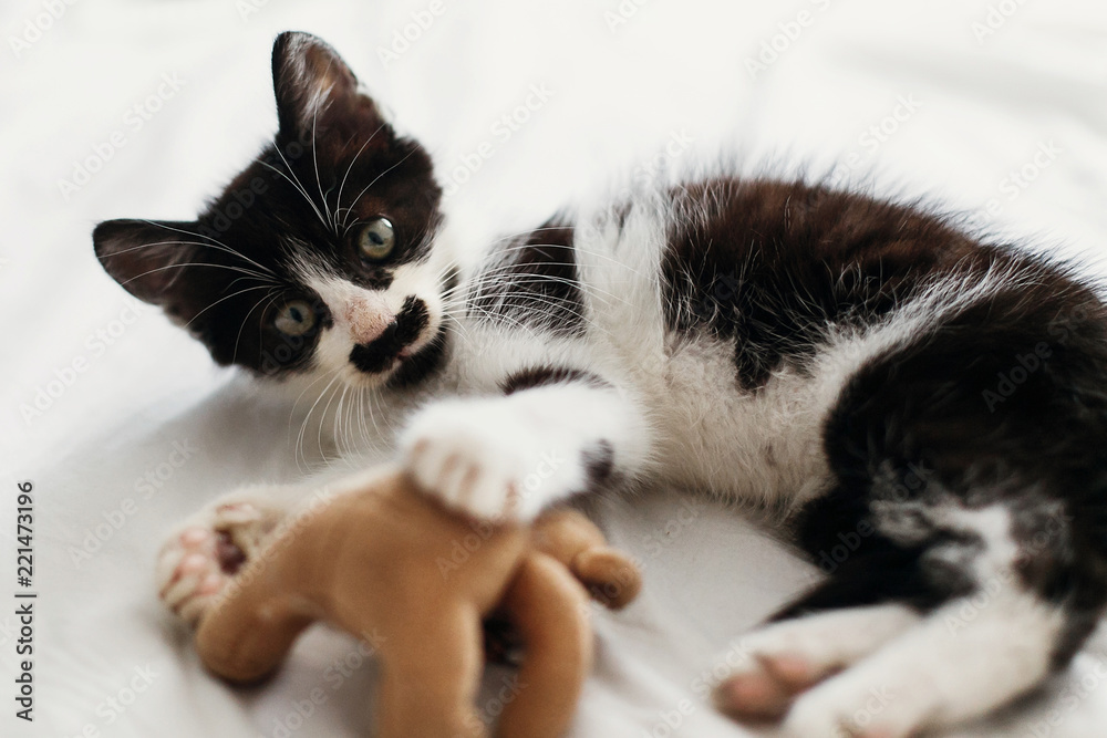 cute little kitty playing with little teddy bear toy on white bed sheets in stylish room in morning light. adorable black and white kitty with funny emotions lying. adoption concept
