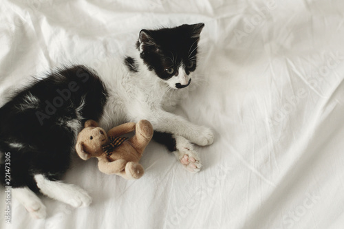 cute little kitten playing with little teddy bear toy on white bed sheets in stylish room. top view. adorable black and white kitty with funny emotions playing  fun moments  home pets