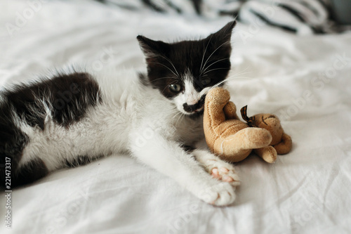 cute little kitty playing with little teddy toy on white bed sheets in  morning light. adorable black and white kitten with funny emotions sleeping on blanket. adoption concept photo