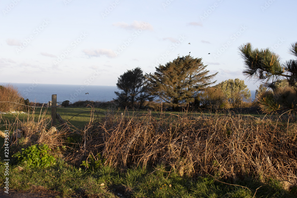 Fototapeta premium tree in the field
