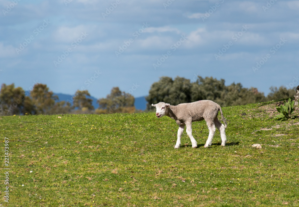 Obraz premium Lamb bleating in the pasture. Spring and sunny day. 