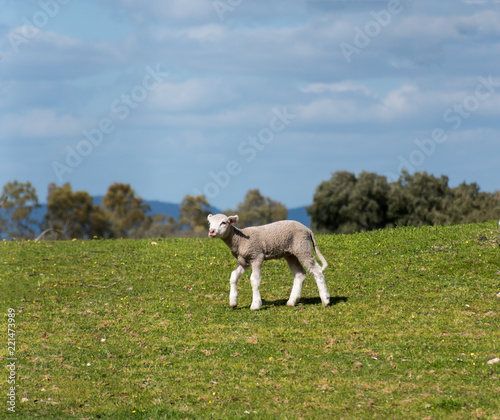 Lamb walking in the grass. Spring and sunny day. 
