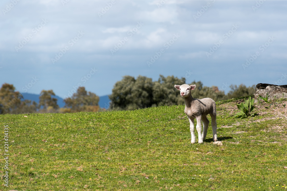 Obraz premium Lamb looking for his mother in the pasture. Spring and sunny day. Alburquerque, Extremadura, Spain.