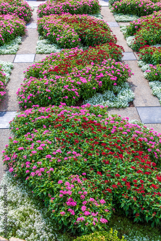 Pink and Red Phlox in Garden Pink and Red Phlox in Garden