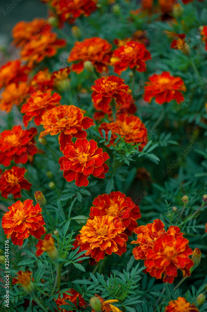 Bright orange marigolds in the garden