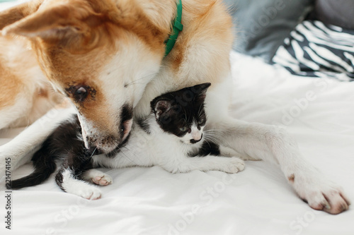 big golden dog smelling cute little kitty on bed with pillows in stylish room. adorable black and white kitten and puppy with funny emotions resting together. sweet moments