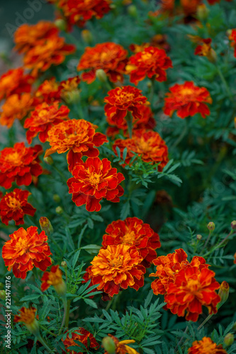 Bright orange marigolds in the garden © alinakho