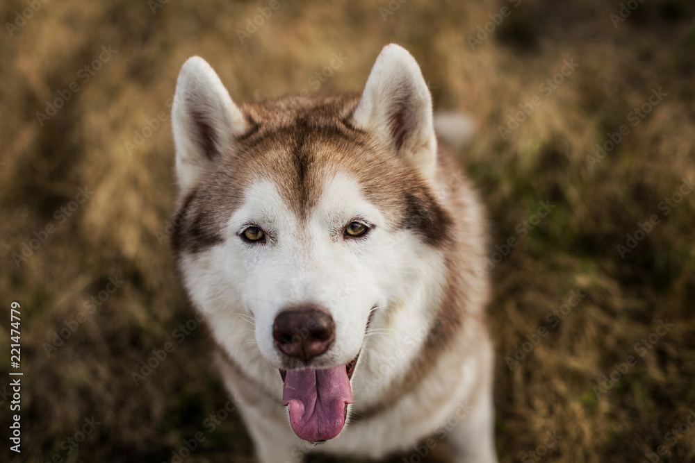 Close-up Portrait of beautiful beige and white siberian husky dog with brown eyes sitting in the grass at sunset
