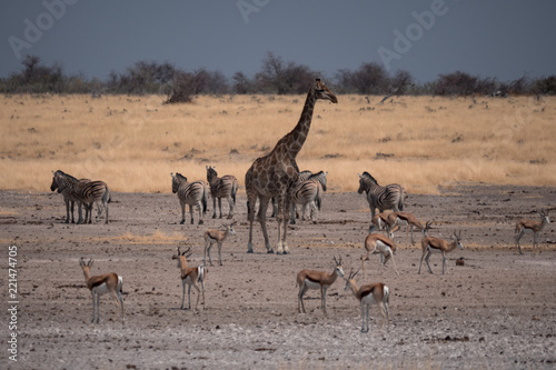 Giraffe in Etosha National Park  Namibia