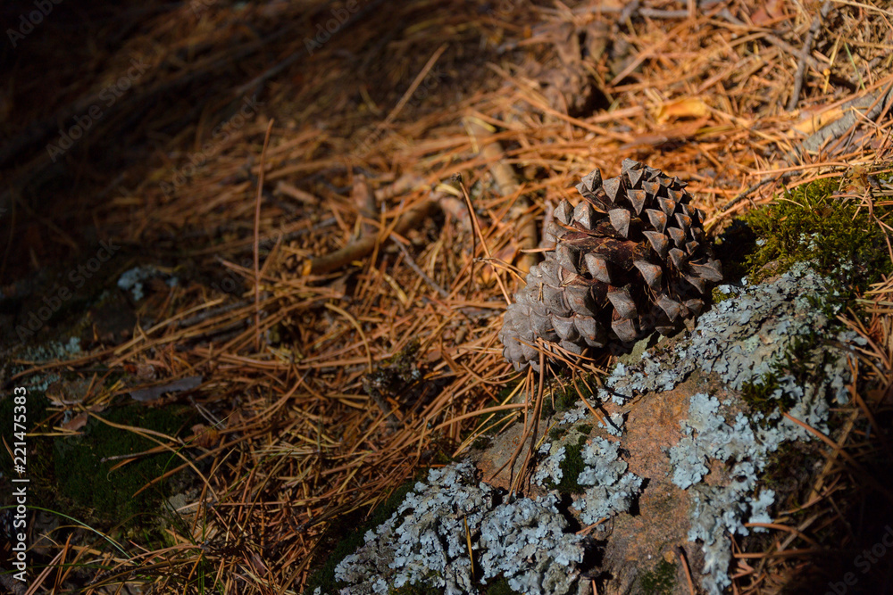 Pine cone of a pine tree on the ground Pine cone of a pine tree on the ground