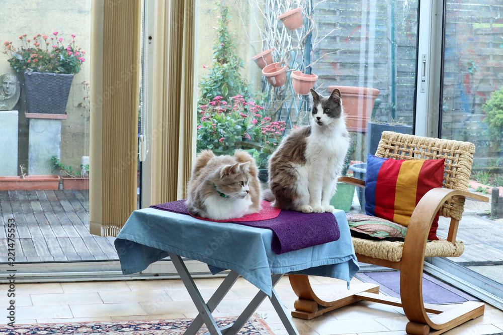 Obraz premium Two Beautiful Domestic Cats At Home