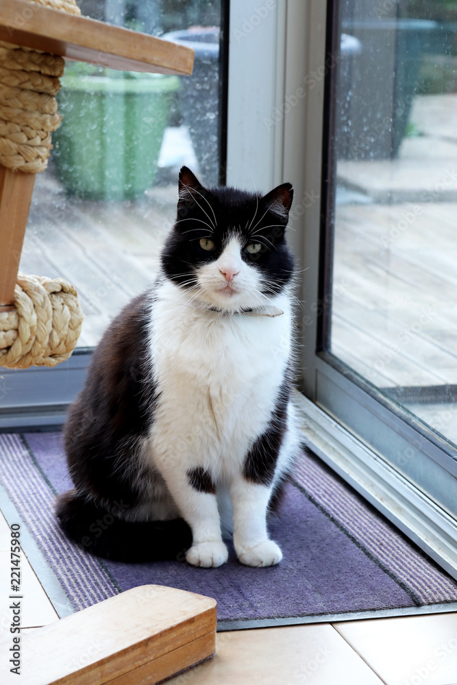 Obraz premium Cute Black And White Domestic Cat Sitting In Front Of A Glass Door
