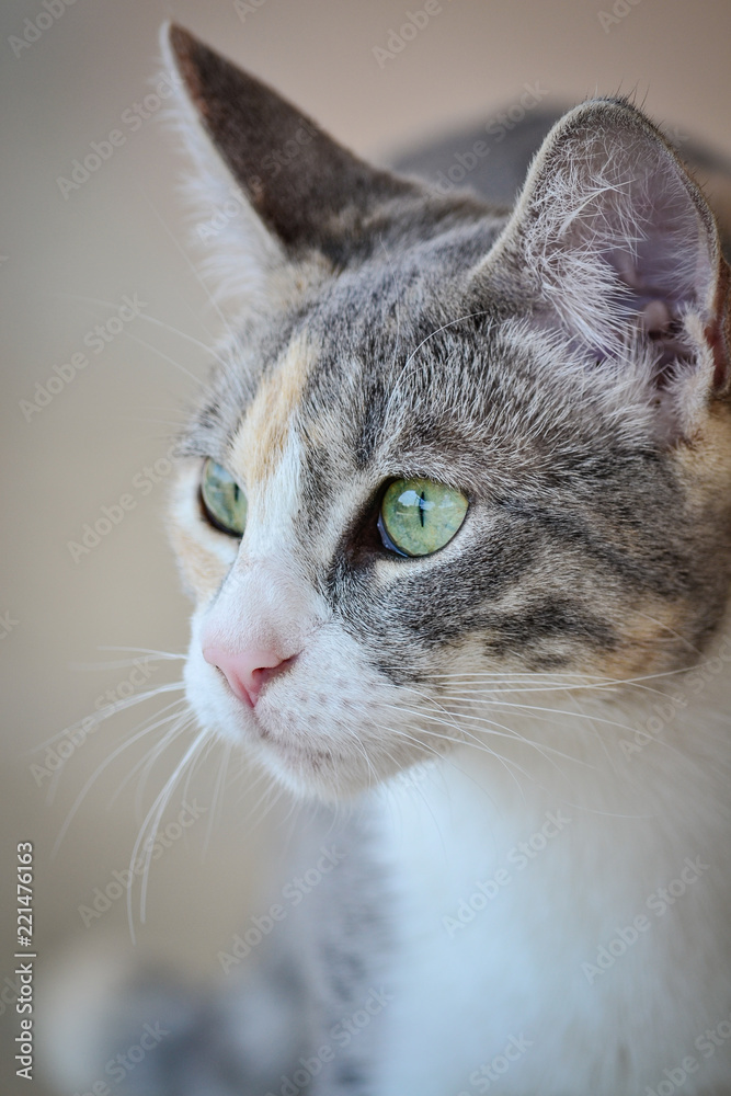 portrait of cat close up