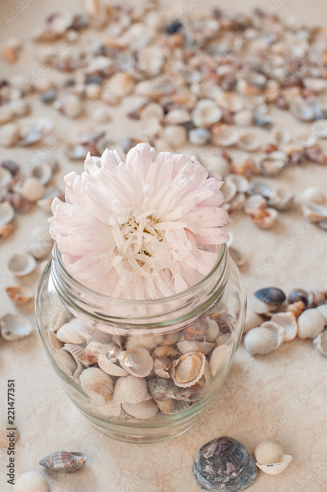 Pink flower on seashells. It can be used as a background Pink flower on seashells. It can be used as a background