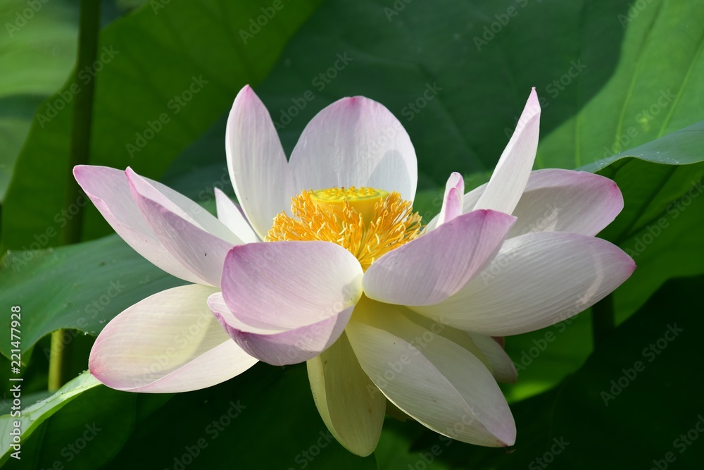 Lotus Lotus