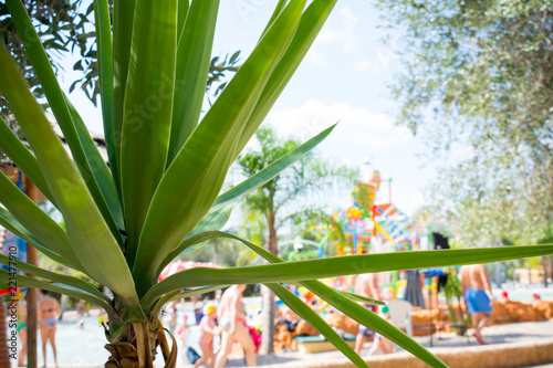 Close Up of a Green Palm at the Water Park