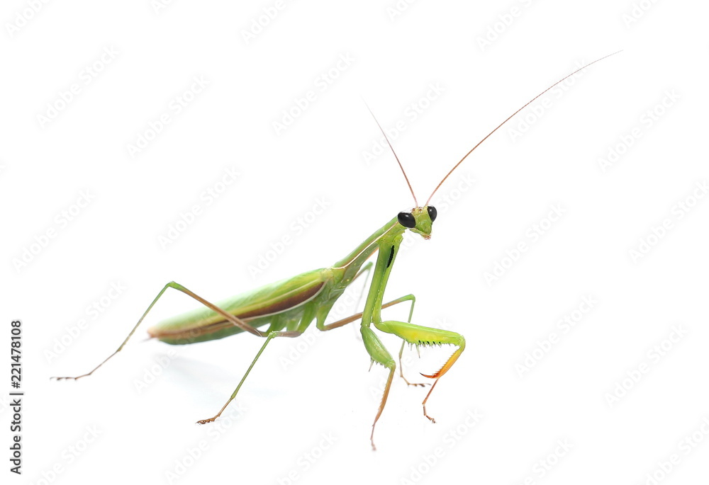 Green mantis isolated on white background, Rhombodera Basalis Green mantis isolated on white background, Rhombodera Basalis