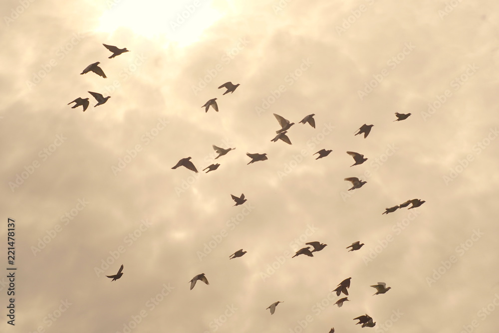group of pigeons in the sky