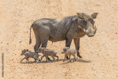 Photos Warthog Baby Piglet