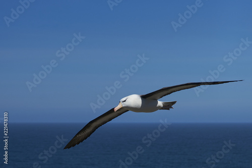 Black-browed Albatross (Thalassarche melanophrys) in flight along the cliffs of West Point Island in the Falkland Islands.