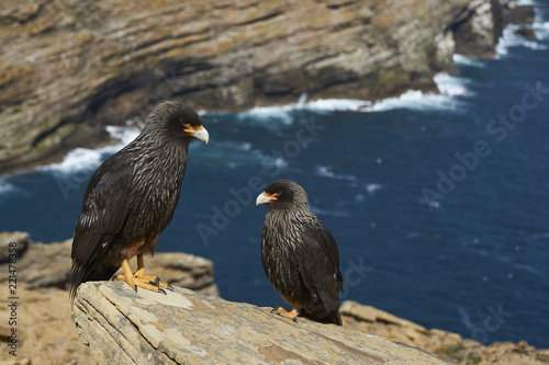 Pair of Striated Caracara (Phalcoboenus australis) standing a rocky cliff on West Point Island in the Falkland Islands.