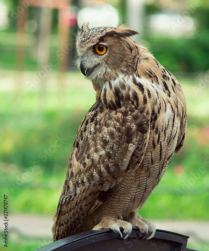 eurasian owl rushes to prey, bubo-bubo photo