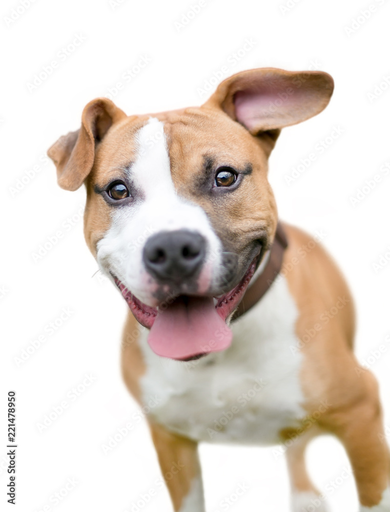 A happy brown and white Terrier mixed breed dog on a white background