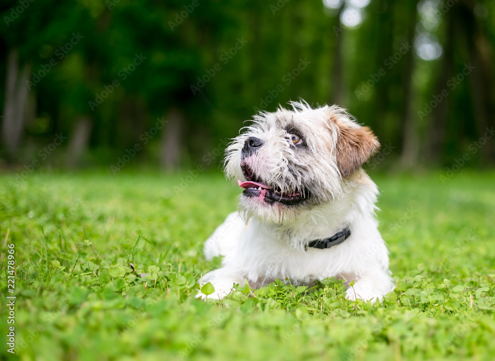 A scruffy Terrier mixed breed dog lying in the grass