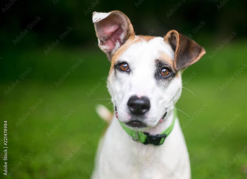 A white and brown Hound / Terrier mixed breed dog outdoors A white and brown Hound / Terrier mixed breed dog outdoors