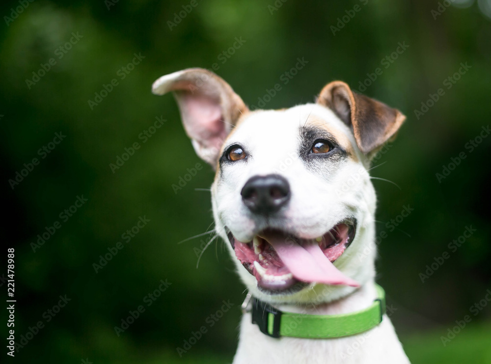 A white and brown Hound / Terrier mixed breed dog with a happy expression