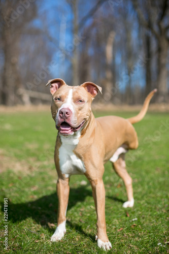 Photography A three-legged red and white Pit Bull Terrier mixed breed dog
