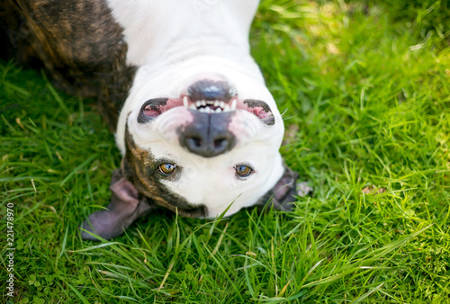 Obraz na plátne A Pit Bull Terrier mixed breed dog lying upside down in the grass and smiling